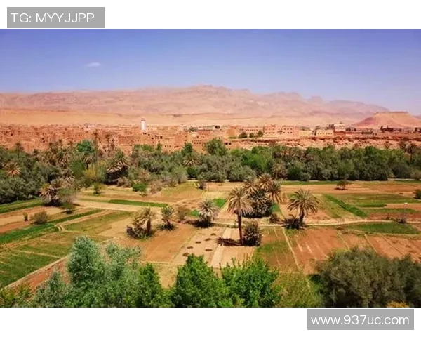 马里迪莫与托德拉的激烈对决谁能在这场比赛中脱颖而出